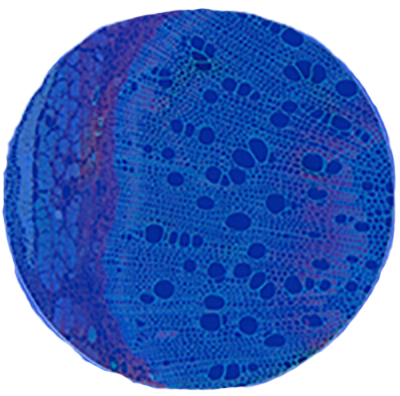 CodeImage1